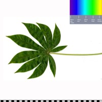 COL808 leaf