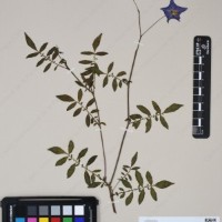 CIP 762915_SSTH 7397_13.jpg