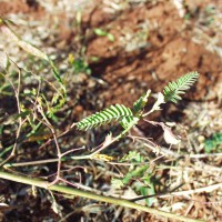 Aeschynomene indica 16939 flower (3).JPG