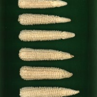 CIMMYTMA 5183 GUAT 111 AF19A-0903-9 C.jpg