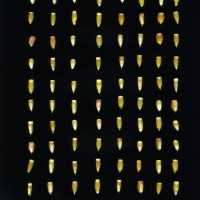 CIMMYTMA 24719 VERA 601 BA22U-2903-66 K.jpg