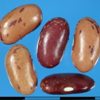 G24074B seed.jpg