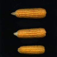 CIMMYTMA 4923 BRAZ 2028 AF20A-0903-12 E1.jpg