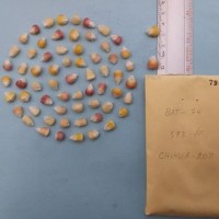 CIMMYTMA 7961 - Reference inventory.jpg