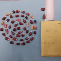 CIMMYTMA 7707 - Reference inventory.jpg