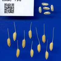 IRGC 796 Seed Photo