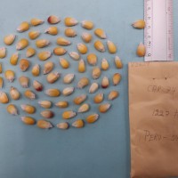 CIMMYTMA 8362 - Reference inventory.jpg