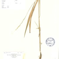 IRGC 100940 Herbarium