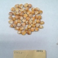 CIMMYTMA 2965 - Reference Inventory.jpg