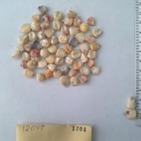 CIMMYTMA 1204 - Reference Inventory.jpg