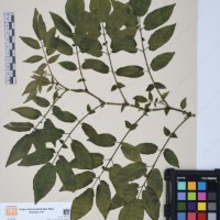 CIP 760468_HHA 6656a_02.jpg