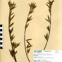 1559 herbarium
