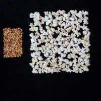 Popped and not popped comparison.jpg