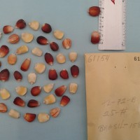 CIMMYTMA 6115 - Reference Inventory.jpg