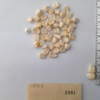 CIMMYTMA 1891 - Reference Inventory.jpg