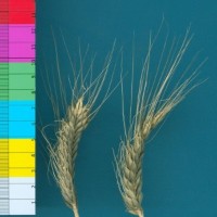 CWI17219_52524_255.jpg