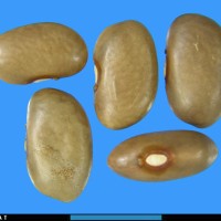 G2061 seed.jpg