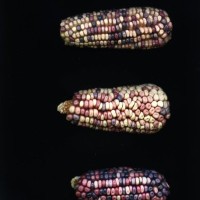 CIMMYTMA 8572 MEXI 578 BA23U-2903-10 E1.jpg