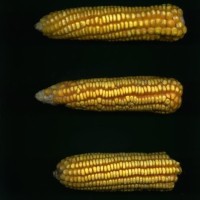 CIMMYTMA 4978 BRAZ 2135 AF20A-0903-222 E.jpg