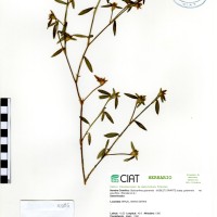 10285 herbarium