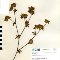 10003 herbarium