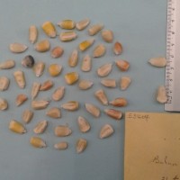 CIMMYTMA 5340 - Reference Inventory.jpg