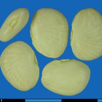 G25243 seed.jpg