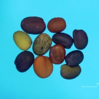 Trifolium decorum accno 9691.jpg