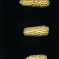 CIMMYTMA 24909 PERU 1316 TC22U-2903-133 E1.jpg