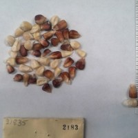 CIMMYTMA 2183 - Reference Inventory.jpg