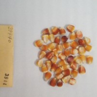 CIMMYTMA 3944 - Reference Inventory.jpg