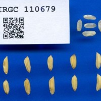 IRGC110679.jpg