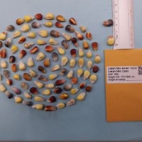 CIMMYTMA 12093 - Reference Inventory.jpg