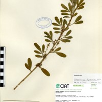 20762 herbarium
