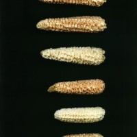 CIMMYTMA 24896 PERU 395 TC24U-2903-278 C.jpg