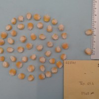 CIMMYTMA 5384 - Reference Inventory.jpg