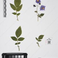 CIP 761450_OCH 12086b_06.jpg