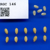 IRGC 146 Seed Photo