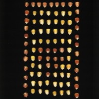 CIMMYTMA 2911 BRAZ 2954 AF22A-0903-158 K_compress.jpg