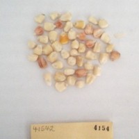 CIMMYTMA 4154 - Reference Inventory.jpg