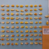 CIMMYTMA 16504 - Reference Inventory.jpg