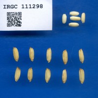 IRGC 111298 Seed Photo