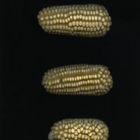 CIMMYTMA 16506 PUEB 545 TC24U-2903-266 E.jpg