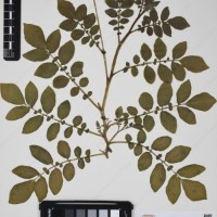 CIP 760363_HHCH 5233_03.jpg