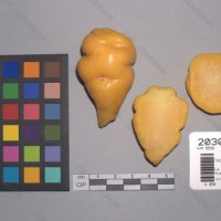 CIP 203055 Tuber