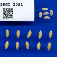 IRGC 2091 Seed Photo
