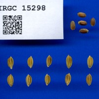 IRGC 15298 Seed Photo