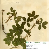 18748 herbarium