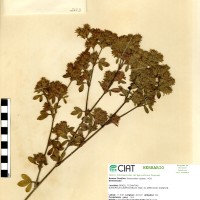 2683 herbarium