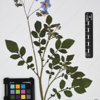 CIP 761021_OCH 13861_03.jpg